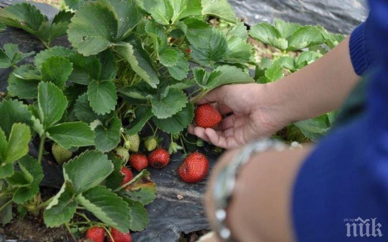 СЛЕД БРЕКЗИТ! Отново ще може да се берат ягоди във Великобритания
