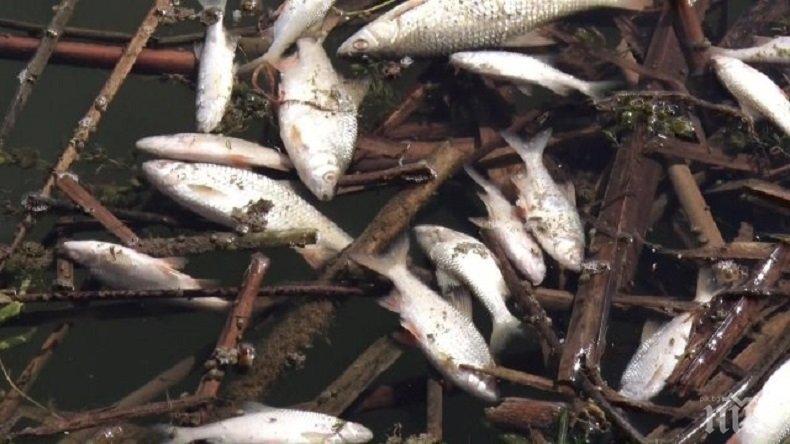 Над 15 тона риба са загробени след източване на язовир до Димитровград