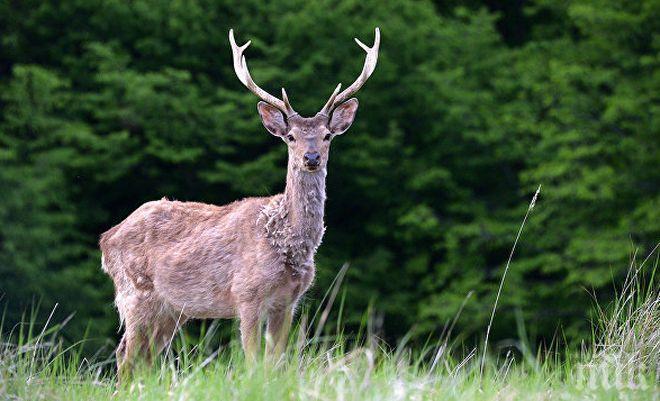 Катастрофа в Русе! Шофьор уби елен на пътя
