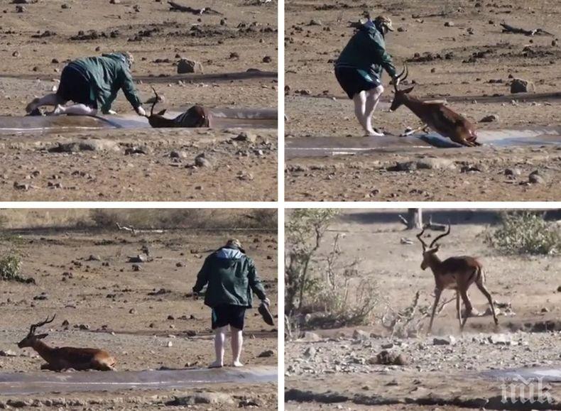 Спасителна акция! Турист измъкна антилопа от кална яма в ЮАР