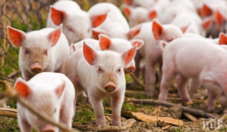 По последни данни няма африканска чума по свинете в село Бозвелийско