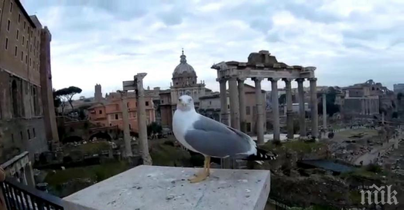 Скопяват гларусите на Рим
