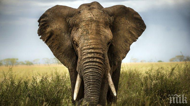 90 трупа на слонове с отрязани бивни откриха в Ботсвана
