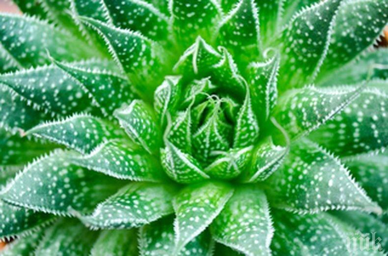 Тези растения носят позитивна енергия в дома