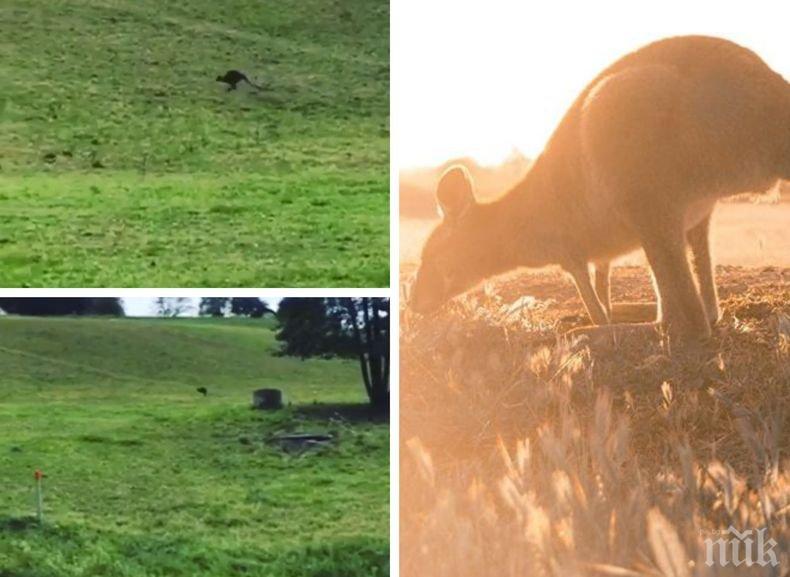 Мистерия! Жена видя кенгуру край път в... Австрия