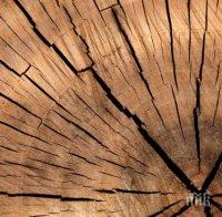 Хванаха 13 незаконни кубика дърва за огрев в Арчар