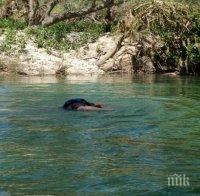 ТРАГЕДИЯ КРАЙ ПЛЕВЕН: Баща и 13-годишният му син се удавиха във водите на Вит