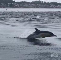 Уникално! Заснеха масово ловуване на делфини в крайбрежен район на Калифорния (ВИДЕО)