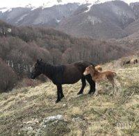 Подивял кон захапа 3-годишно дете Подивял кон захапа 3-годишно дете