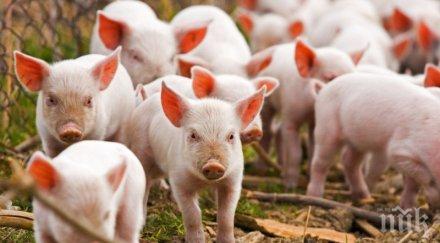 жестока опасност зам министър алармира ситуацията чумата свинете критична