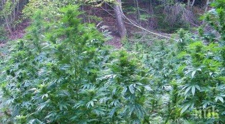 лош късмет двойка дилъри поливаха реколтата пловдивско случи случка