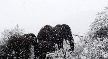 шокиращо видео сняг затрупа юар вижте справят слоновете жирафите катаклизмите снимки