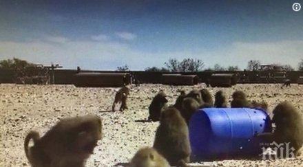 хит павиани чистят зъбите конец