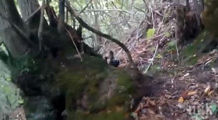 мистерия снимаха гном гората видео