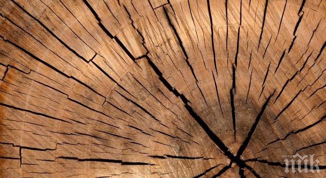 Хванаха 13 незаконни кубика дърва за огрев в Арчар