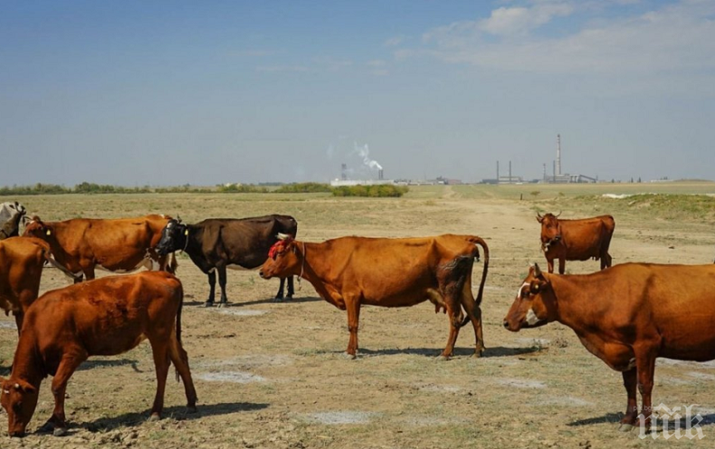 Заводът, който предизвика екокатастрофата в Крим, продължава да работи