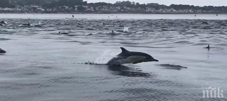 Уникално! Заснеха масово ловуване на делфини в крайбрежен район на Калифорния (ВИДЕО)