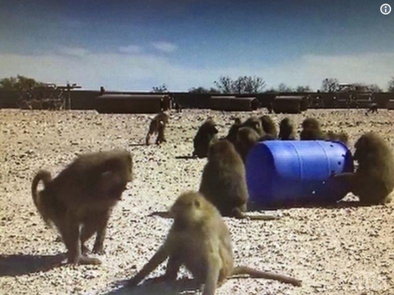 ХИТ! Павиани си чистят зъбите с конец