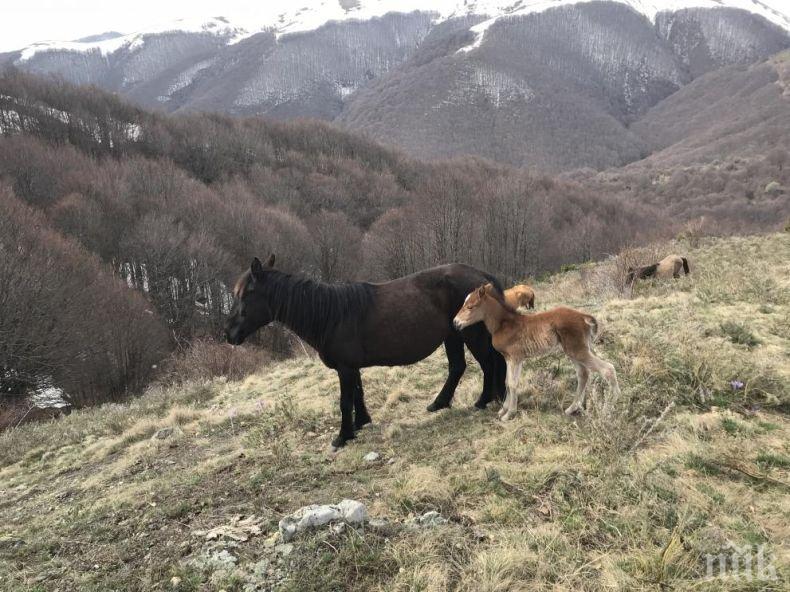 Подивял кон захапа 3-годишно дете
