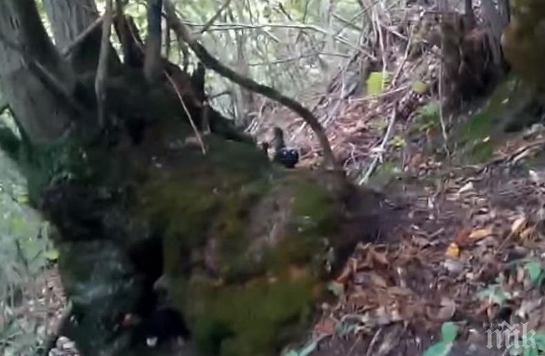 МИСТЕРИЯ! Снимаха гном в гората (ВИДЕО)