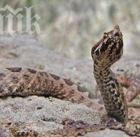 Змии хапят масово в Шуменско