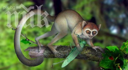 китай откриха древния примат историята