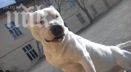 питбули нападнаха американска репортерка