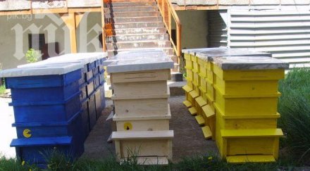 разкриха крадец пчели