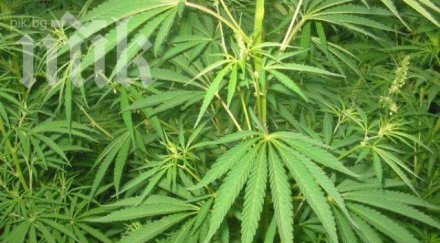 разкриха домашна фабрика марихуана кърджали