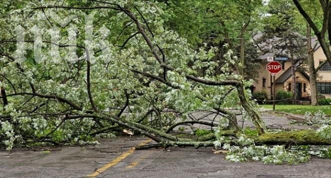 Клон падна върху главата на жена в Бургас