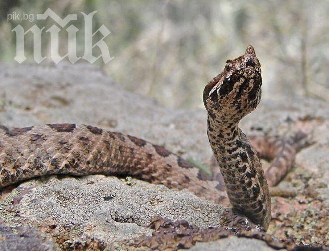 Змии хапят масово в Шуменско