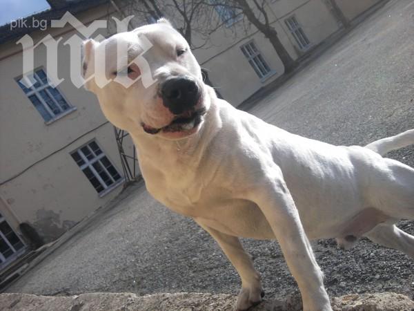 Питбули нападнаха американска репортерка 