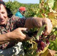 Порожанов открива гроздобера