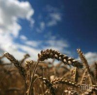 Сушата в Добричко стресира пшеницата