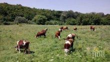 Гръцки крави тормозят родопско село