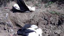 УЖАС! 130 мъртви щъркела намериха край Бургас