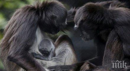 паякообразна маймуна роди зоопарк колумбия