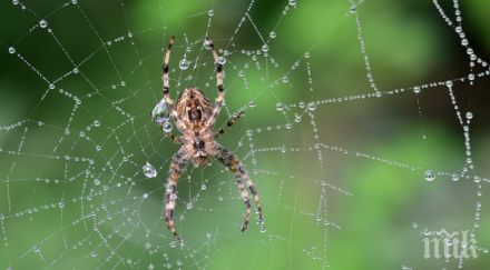паяците имат английска точност
