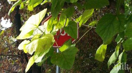 куриоз кое шофьорско око лови знак стоп