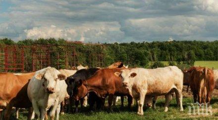 родопчани пропищяха стада гръцки крави