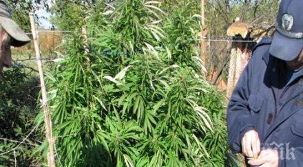 арестуваха четирима наркотици единият гледал канабис двора