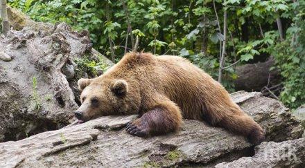стръвница натръшка овце родопско село