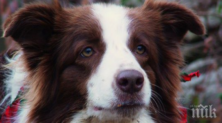 почина луси кучето беше кметица американски град