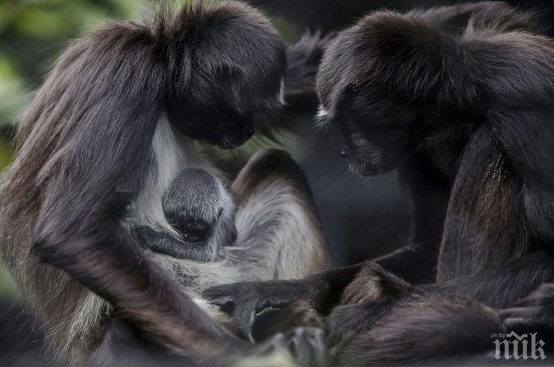 Паякообразна маймуна се роди в зоопарк в Колумбия