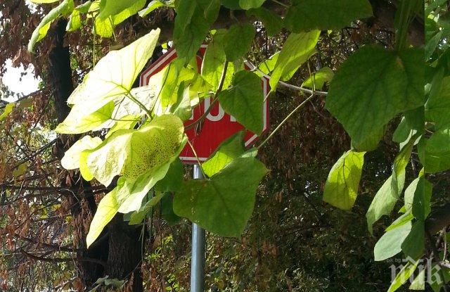 КУРИОЗ! Кое шофьорско око лови този знак Стоп