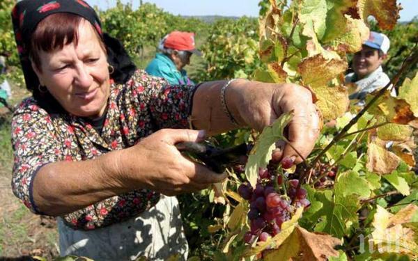 Порожанов открива гроздобера