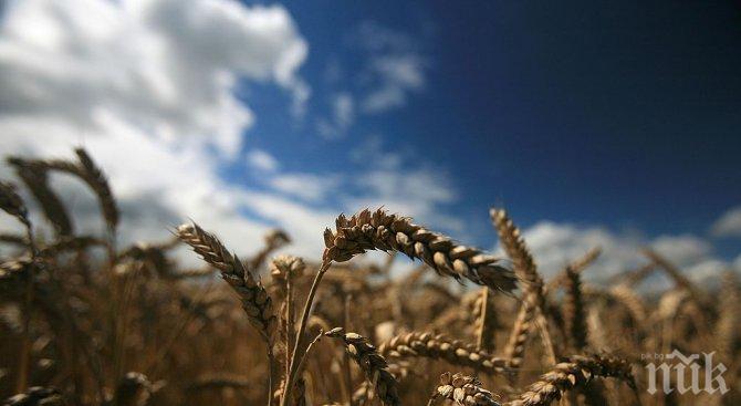 Сушата в Добричко стресира пшеницата