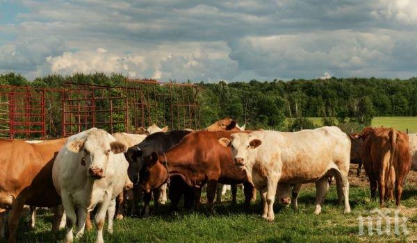 Родопчани пропищяха от стада гръцки крави
