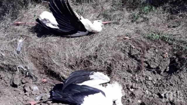 УЖАС! 130 мъртви щъркела намериха край Бургас