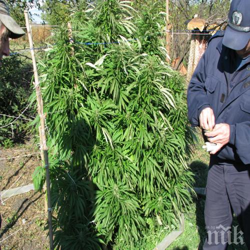 Арестуваха четирима за наркотици, единият гледал канабис в двора си